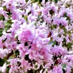 Fanjing Mountain's Wild Azaleas Draw Tourists in Vibrant Spring Spectacle video poster