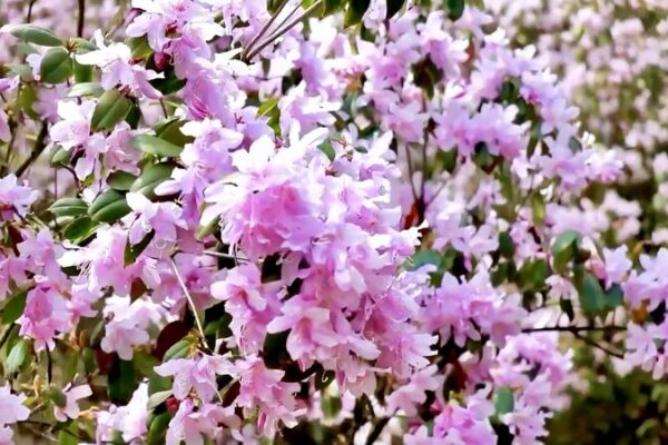Fanjing Mountain’s Wild Azaleas Draw Tourists in Vibrant Spring Spectacle Fanjing Mountain's Wild Azaleas Draw Tourists in Vibrant Spring Spectacle video poster