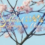 Fanjingshan: China's Enigmatic Peak and Buddhist Sanctuary video poster