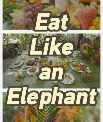 Feast Like an Elephant: A Gastronomic Adventure in Xishuangbanna’s Elephant Valley Feast Like an Elephant: A Gastronomic Adventure in Xishuangbanna's Elephant Valley video poster