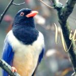 Feathered_Hoarders__How_Magpies_Spread_Kiwifruits_in_China_s_Qinling_Mountains video poster