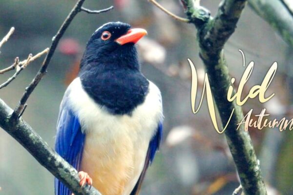 Feathered Hoarders: How Magpies Spread Kiwifruits in China’s Qinling Mountains Feathered_Hoarders__How_Magpies_Spread_Kiwifruits_in_China_s_Qinling_Mountains video poster