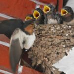 Feeding_Frenzy_Young_Swallows_Await_Mealtime_in_Jinhua - Khabar Asia Feeding Frenzy: Young Swallows Await Mealtime in Jinhua