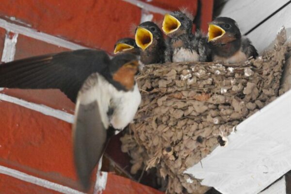 Feeding Frenzy: Young Swallows Await Mealtime in Jinhua Feeding Frenzy: Young Swallows Await Mealtime in Jinhua