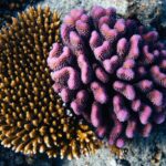 Fiji Boosts Green Tourism with New Coral Gene Bank on Vomo Island
