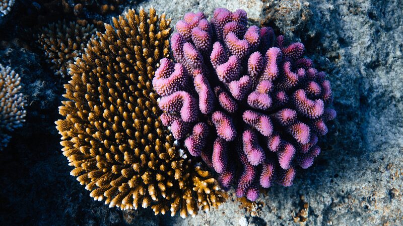Fiji_Boosts_Green_Tourism_with_New_Coral_Gene_Bank_on_Vomo_Island - Khabar Asia Fiji Boosts Green Tourism with New Coral Gene Bank on Vomo Island