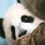 First Giant Panda Born in Russia Makes Public Debut at Moscow Zoo