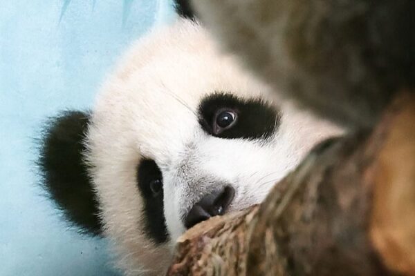 First Giant Panda Born in Russia Makes Public Debut at Moscow Zoo First Giant Panda Born in Russia Makes Public Debut at Moscow Zoo