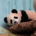 First Giant Panda Cub Born in Russia Makes Public Debut at Moscow Zoo video poster