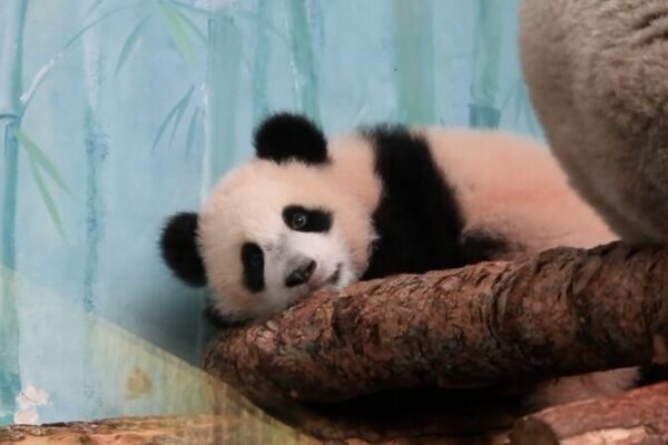 First Giant Panda Cub Born in Russia Makes Public Debut at Moscow Zoo video poster
