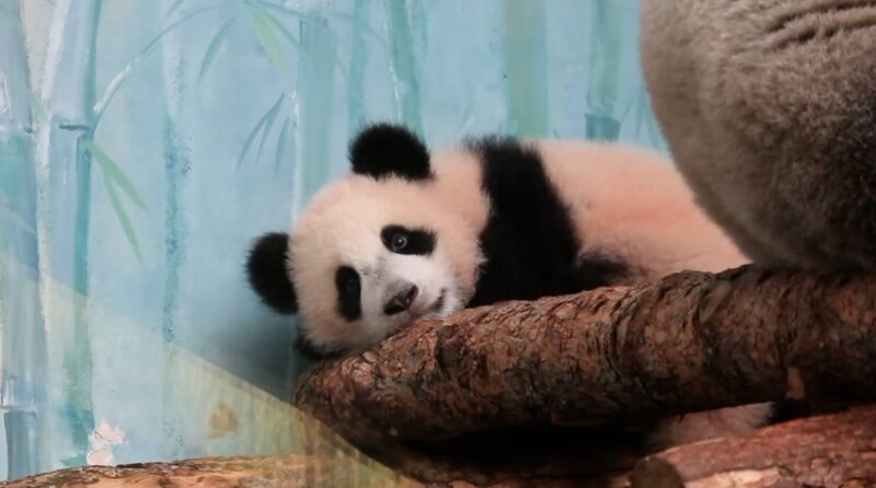 First_Giant_Panda_Cub_Born_in_Russia_Makes_Public_Debut_at_Moscow_Zoo_poster - Khabar Asia First Giant Panda Cub Born in Russia Makes Public Debut at Moscow Zoo video poster