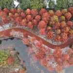 First Snow Transforms Dream Island into Winter Fairyland