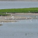 First Wave of Migratory Birds Arrive at China's Dongting Lake for Winter video poster
