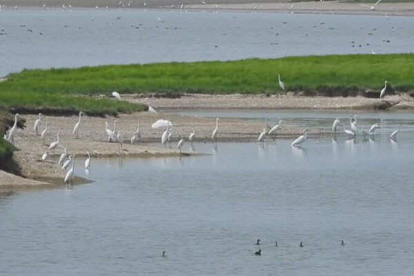First Wave of Migratory Birds Arrive at China's Dongting Lake for Winter video poster
