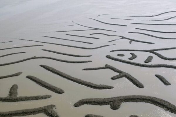Fishermen Craft Oracle Bone-Like Patterns on Fujian’s Mudflats Fishermen Craft Oracle Bone-Like Patterns on Fujian's Mudflats video poster