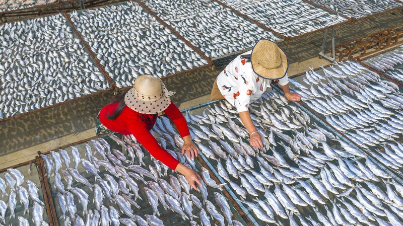 Fishermen_in_Jiangsu_Embrace_Sun_Drying_Tradition_Amid_Sunny_Skies - Khabar Asia Fishermen_in_Jiangsu_Embrace_Sun_Drying_Tradition_Amid_Sunny_Skies