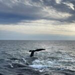 Fishing Gear Entanglements Threaten Survival of Critically Endangered Whales