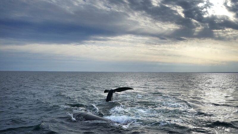 Fishing_Gear_Entanglements_Threaten_Survival_of_Critically_Endangered_Whales - Khabar Asia Fishing Gear Entanglements Threaten Survival of Critically Endangered Whales