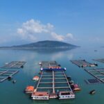 Fishing for the Future: Sandu'ao's Sustainable Yellow Croaker Farming Revolution video poster