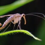 Five New Species Discovered in Southwest China's Yunnan Province video poster
