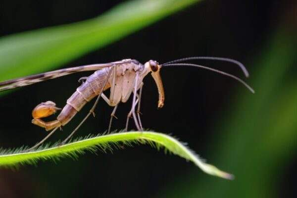 Five New Species Discovered in Southwest China's Yunnan Province video poster