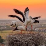 Five Oriental Stork Chicks Soar Over Jiangsu for the First Time
