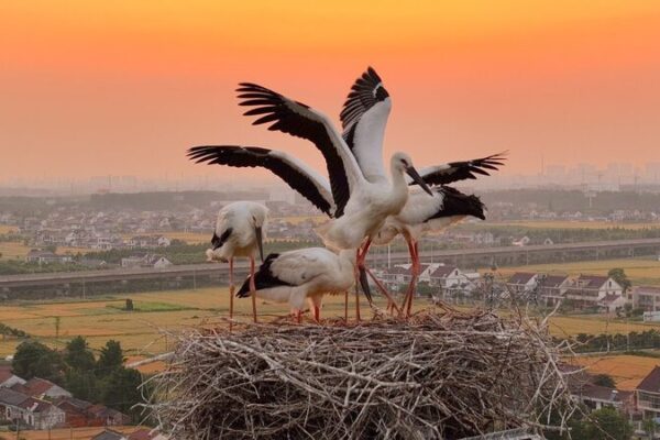 Five Oriental Stork Chicks Soar Over Jiangsu for the First Time Five Oriental Stork Chicks Soar Over Jiangsu for the First Time