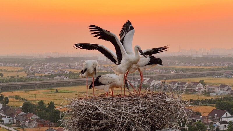 Five Oriental Stork Chicks Soar Over Jiangsu for the First Time
