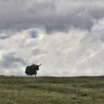 Five_Suspects_Arrested_for_Poaching_in_Qinghai_Province - Khabar Asia Five Suspects Arrested for Poaching in Qinghai Province