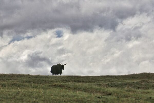 Five Suspects Arrested for Poaching in Qinghai Province