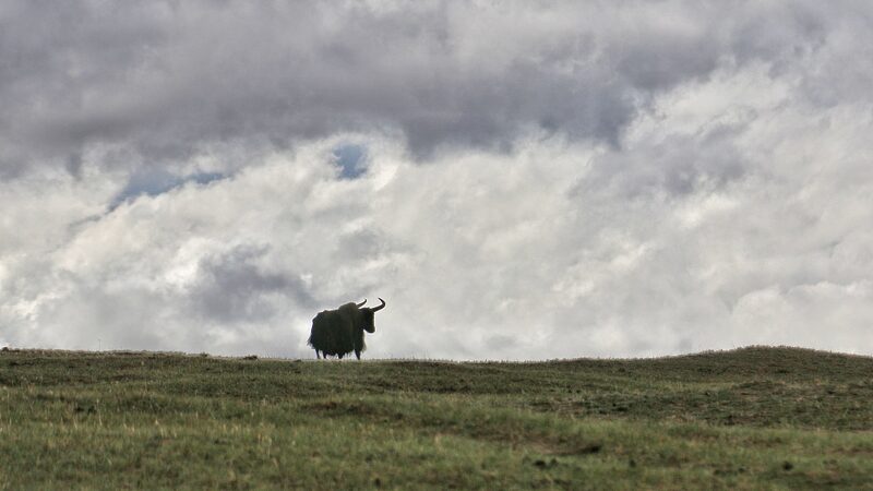 Five_Suspects_Arrested_for_Poaching_in_Qinghai_Province - Khabar Asia Five Suspects Arrested for Poaching in Qinghai Province