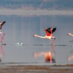 Flamingos_Flock_to_Yuncheng_Salt_Lake_in_Shanxi_for_Winter_Spectacle