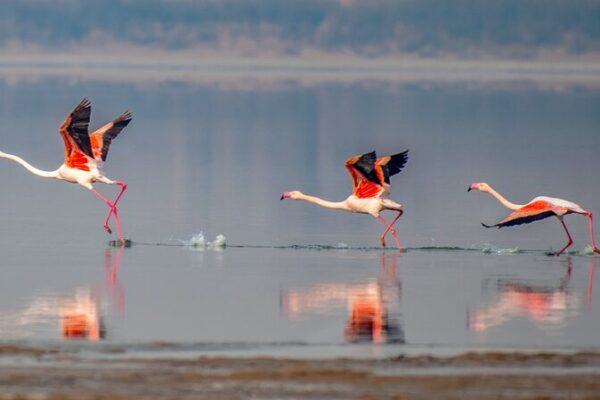 Flamingos Flock to Yuncheng Salt Lake in Shanxi for Winter Spectacle Flamingos_Flock_to_Yuncheng_Salt_Lake_in_Shanxi_for_Winter_Spectacle