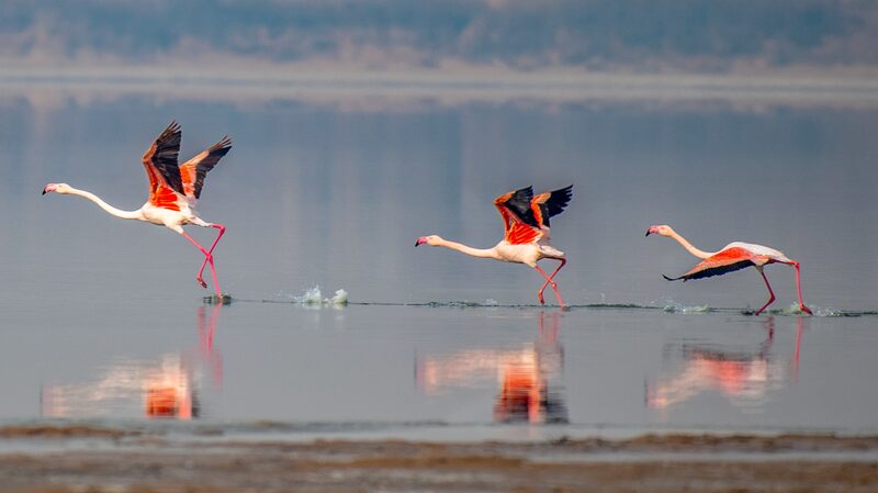 Flamingos_Flock_to_Yuncheng_Salt_Lake_in_Shanxi_for_Winter_Spectacle