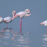 Flamingos_Return_to_Shanxi_s_Yuncheng_Salt_Lake_After_Ecological_Restoration video poster