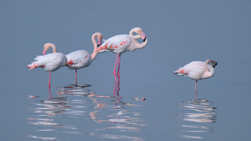 Flamingos_Return_to_Shanxi_s_Yuncheng_Salt_Lake_After_Ecological_Restoration_poster - Khabar Asia Flamingos_Return_to_Shanxi_s_Yuncheng_Salt_Lake_After_Ecological_Restoration video poster