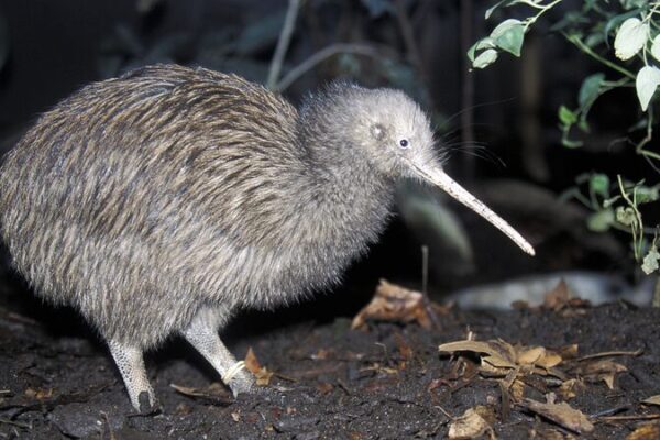 Flightless Kiwis Take to the Skies in New Zealand’s Bold Conservation Mission Flightless Kiwis Take to the Skies in New Zealand's Bold Conservation Mission
