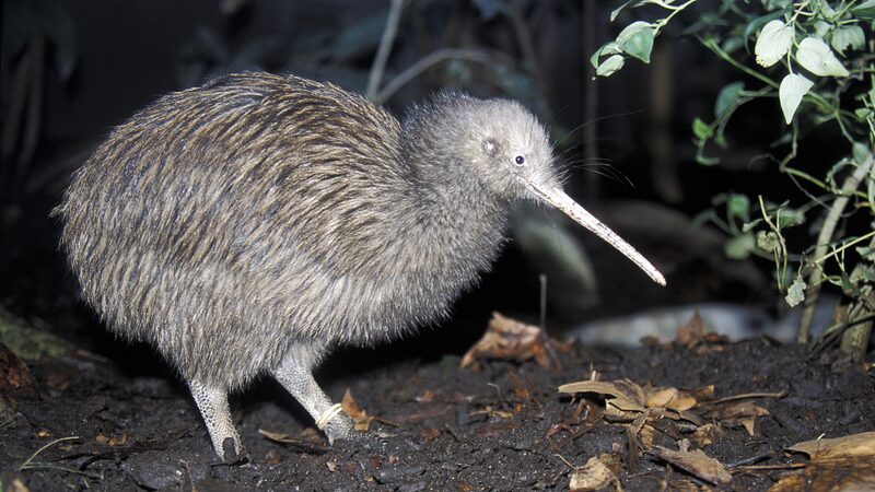 Flightless_Kiwis_Take_to_the_Skies_in_New_Zealands_Bold_Conservation_Mission - Khabar Asia Flightless Kiwis Take to the Skies in New Zealand's Bold Conservation Mission