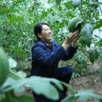 Floating_Watermelons__Hubei_s_Innovative_Harvest_Hits_the_Market