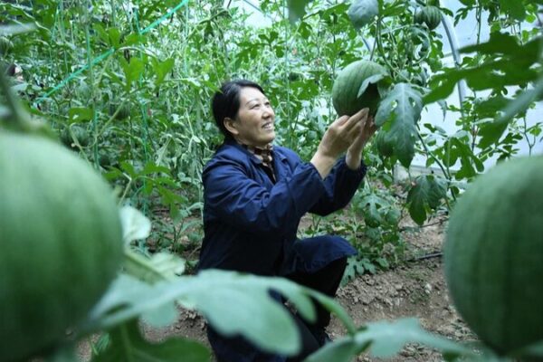 Floating Watermelons: Hubei’s Innovative Harvest Hits the Market Floating_Watermelons__Hubei_s_Innovative_Harvest_Hits_the_Market