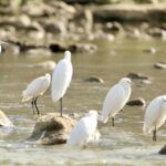 Flocks_of_Egrets_and_Gray_Herons_Migrate_to_Guizhou_s_Yinjiang_County_for_Winter