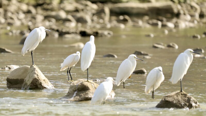 Flocks_of_Egrets_and_Gray_Herons_Migrate_to_Guizhou_s_Yinjiang_County_for_Winter - Khabar Asia Flocks_of_Egrets_and_Gray_Herons_Migrate_to_Guizhou_s_Yinjiang_County_for_Winter
