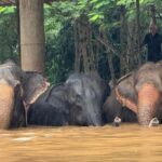 Flooding_in_Northern_Thailand_Forces_Evacuation_of_Residents_and_Rescue_Animals