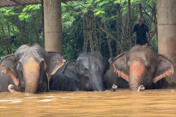 Flooding in Northern Thailand Forces Evacuation of Residents and Rescue Animals Flooding_in_Northern_Thailand_Forces_Evacuation_of_Residents_and_Rescue_Animals