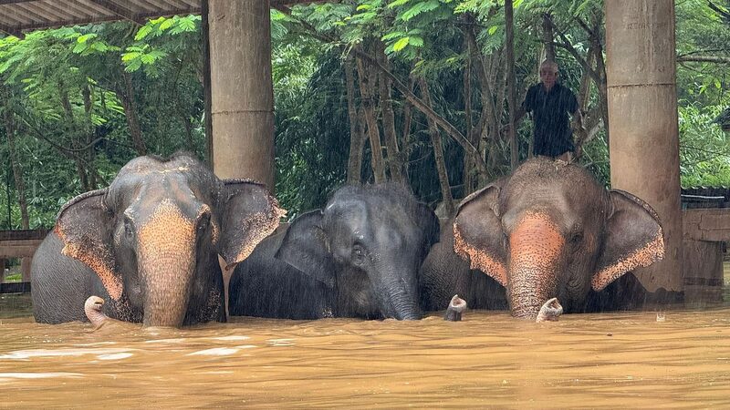 Flooding_in_Northern_Thailand_Forces_Evacuation_of_Residents_and_Rescue_Animals - Khabar Asia Flooding_in_Northern_Thailand_Forces_Evacuation_of_Residents_and_Rescue_Animals