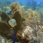 Florida's Coral Reefs Struggle to Recover After Record Heat Wave