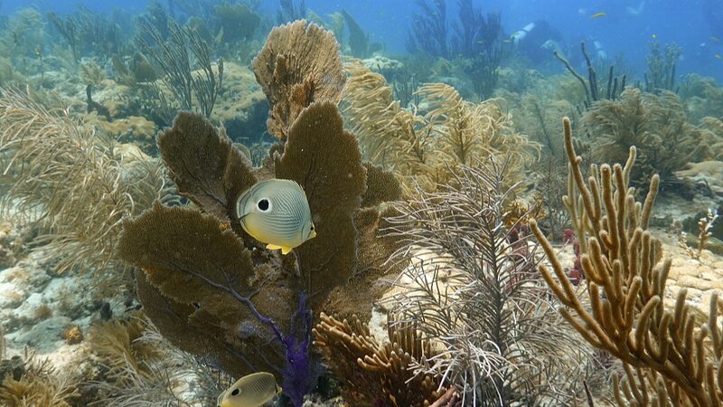 Floridas_Coral_Reefs_Struggle_to_Recover_After_Record_Heat_Wave - Khabar Asia Florida's Coral Reefs Struggle to Recover After Record Heat Wave