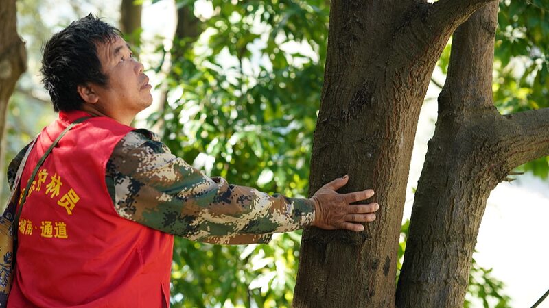 Forest_Rangers_Drive_Ecological_Revival_in_Hunans_Tongdao_County - Khabar Asia Forest Rangers Drive Ecological Revival in Hunan's Tongdao County