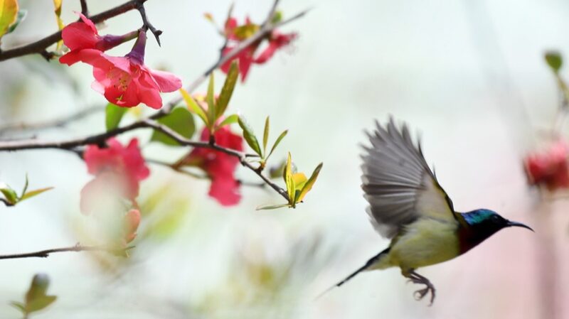Fork-Tailed_Sunbirds_Grace_Guizhous_Blooming_Spring - Khabar Asia Fork-Tailed Sunbirds Grace Guizhou's Blooming Spring