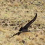Four_Andean_Condors_Released_into_the_Wild_in_Chilean_Patagonia - Khabar Asia Four Andean Condors Released into the Wild in Chilean Patagonia